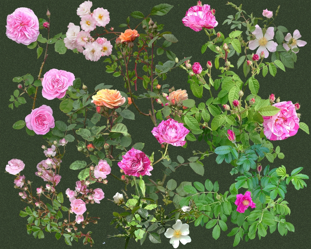 Rose Buds in May - Dark