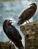 Eyes of Odin; Huginn and Munnin Odin's Ravens