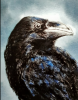 Eyes of Odin; Huginn and Munnin Odin's Ravens