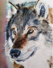 Portrait of a Wolf