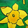 Daffodils