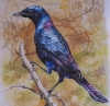 Burchell's Glossy Starling...Captured in Watercolour