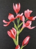 Hesperantha