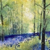 Bluebell Woodland