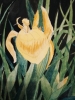 Yellow iris watercolour painting 