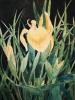 Yellow iris watercolour painting 