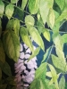 White wisteria watercolour painting 