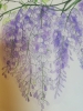 Purple wisteria watercolour painting 