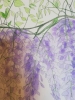 Purple wisteria watercolour painting 