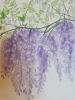 Purple wisteria watercolour painting 