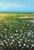 Daisy meadow