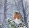 Winter Robin