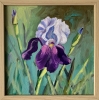 Iris. flower.