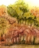 Autumn Woodland Landscape