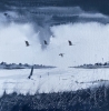 Monochrome - Flock of Geese over Estuary boat, framed