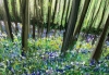 Bluebell Woodland III