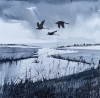 Monochrome - Brooding Marsh skies, Swans flying over framed