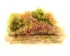 Autumn Woodland Landscape