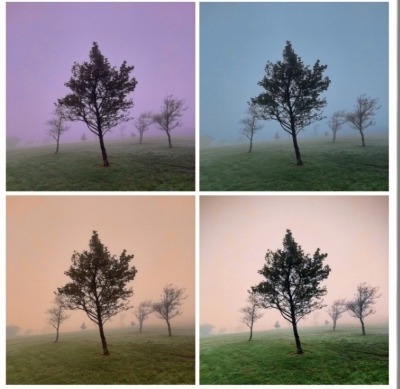 Trees through colour 