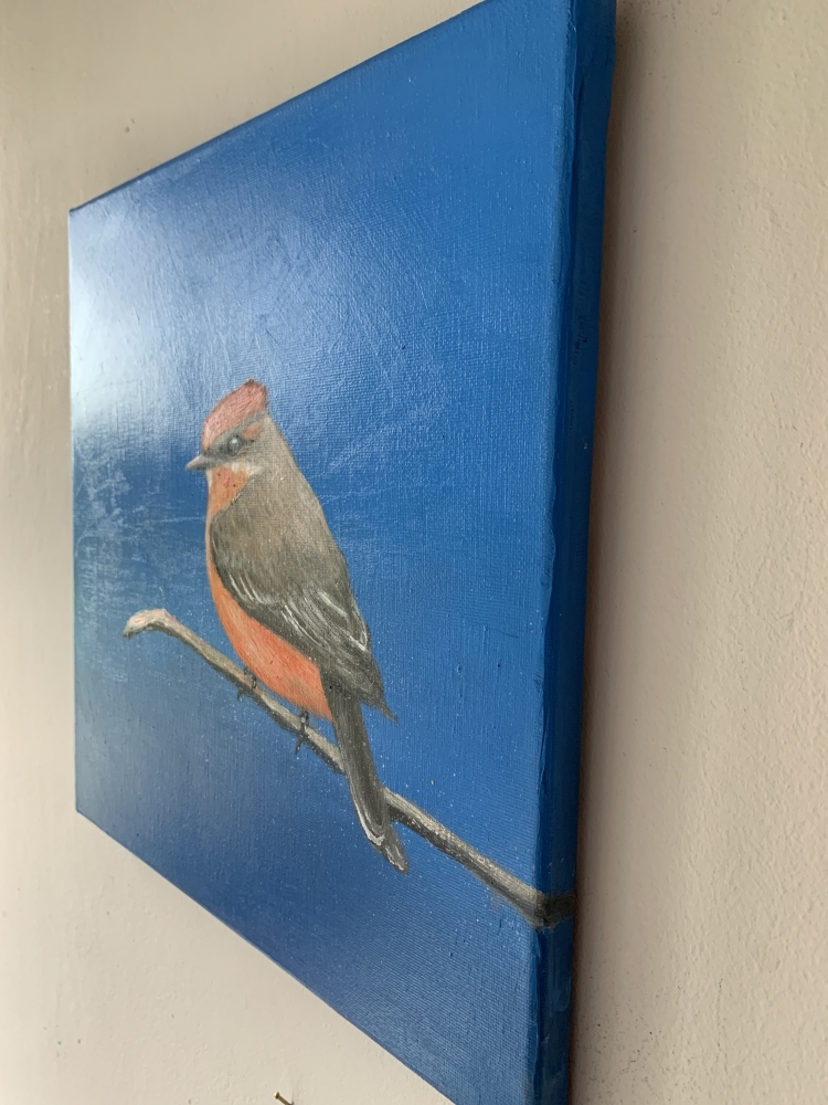 Vermilion Fly catcher