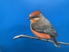 Vermilion Fly catcher