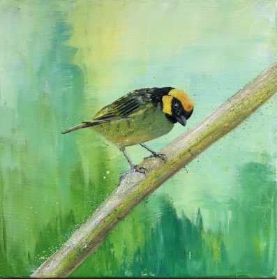 Saffron-crowned tanager