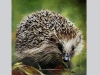 Miniature “Hedgehog”