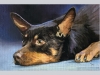 Miniature \"English Toy Terrier\"