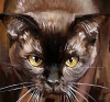 A cat the color of dark chocolate