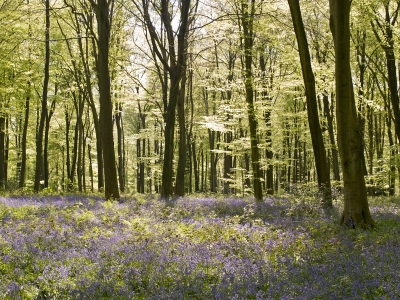 Micheldever Woods