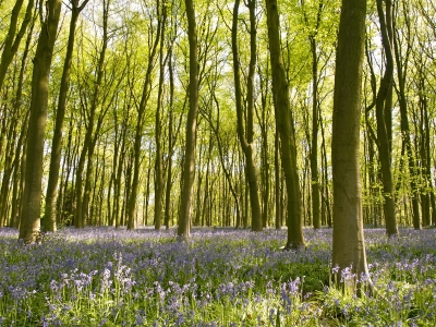 Bluebells of Micheldever Woods