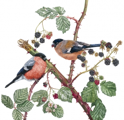 Bullfinches and Blackberries