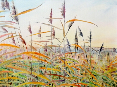 Fen Reeds
