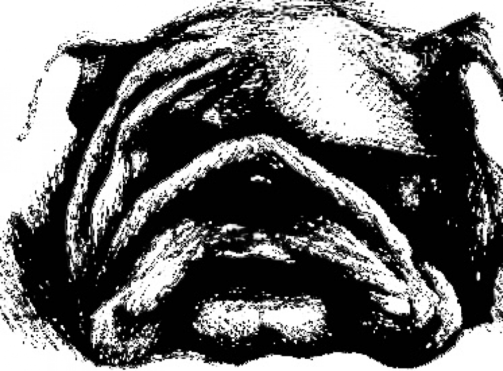 British bull dog biro pen drawing 