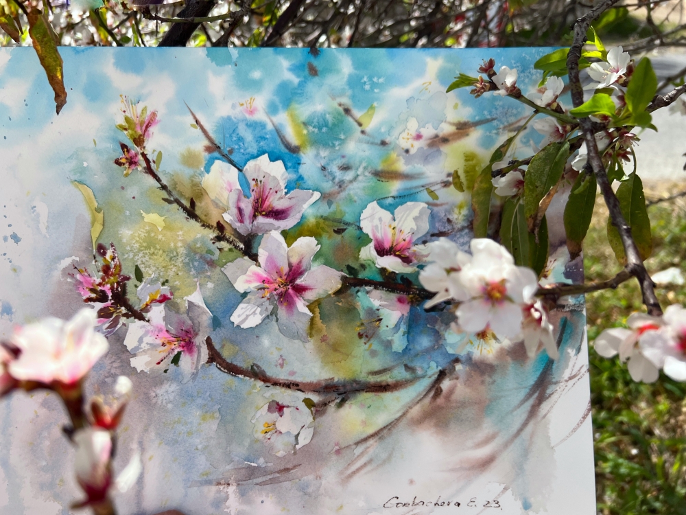 Almond flowers #6