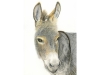 Donkey Portrait