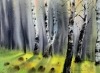 Birch Grove #2