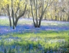 Spring Bluebells