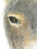 Donkey Portrait