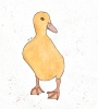 Duckling Original Watercolour Painting