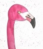 Flamingo Original Watercolour Painting