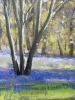 Spring Bluebells