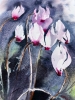 Cyclamen #2