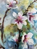 Almond flowers #6