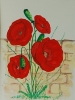 Poppies