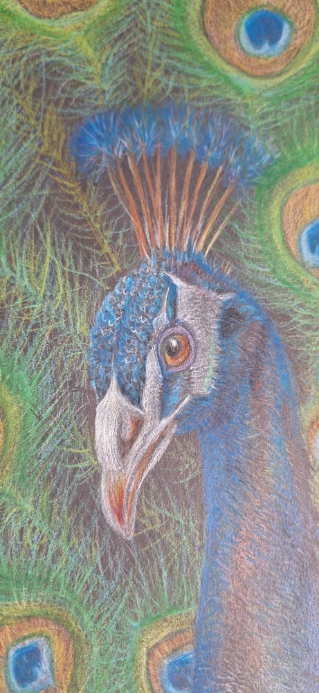 See My Peacock 