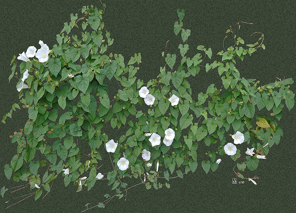 Bindweed - Dark