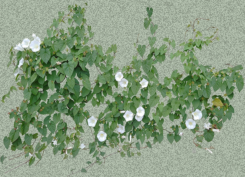 Bindweed - Light