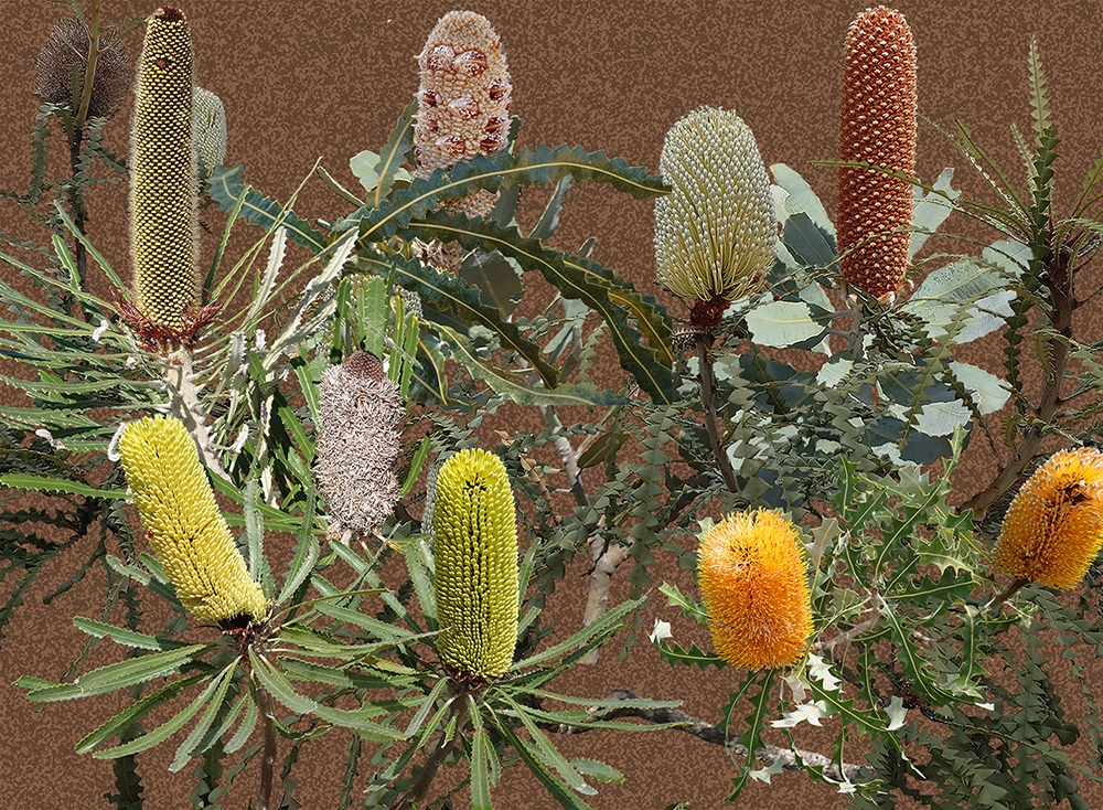 Cone Banksia - Dark