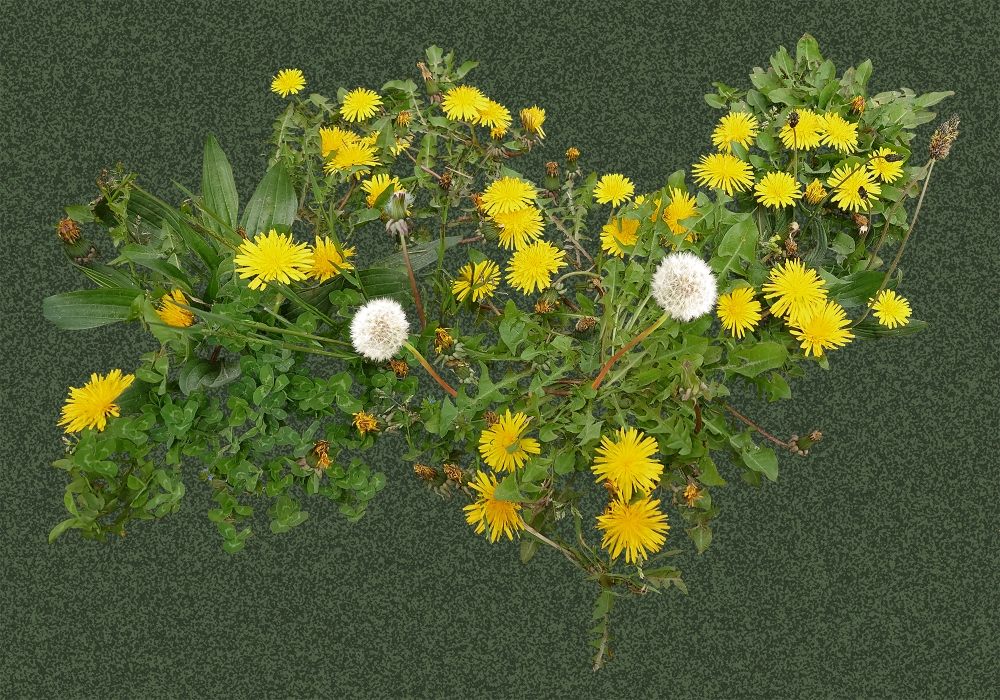 Dandelions - LimitedEdition 10